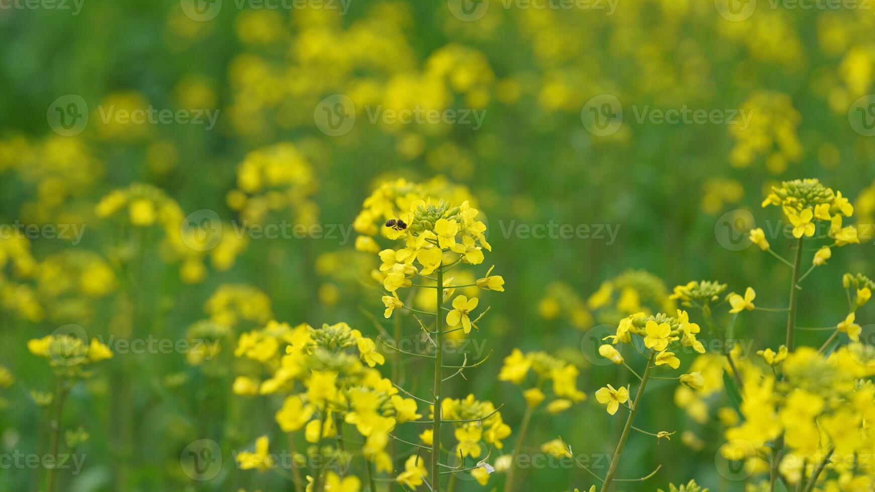 The beautiful yellow oilseed flowers blooming in the rice fields in the countryside of the south China in spring photo
