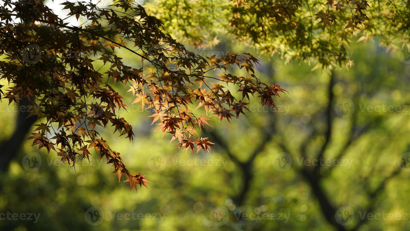 The fresh green leaves on the branches of the trees in spring photo