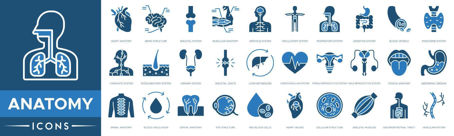 Anatomy icon set. Heart Anatomy, Brain Structure, Skeletal System, Muscular Anatomy, Nervous System, Circulatory System and Respiratory System vector