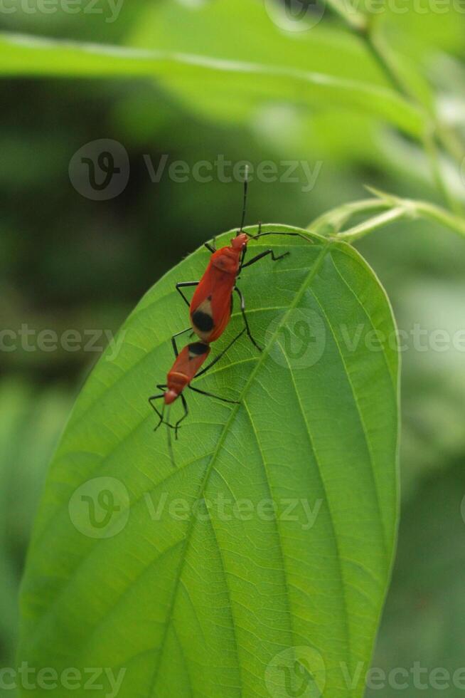 a Pair of Insects Mating on a Leaf photo