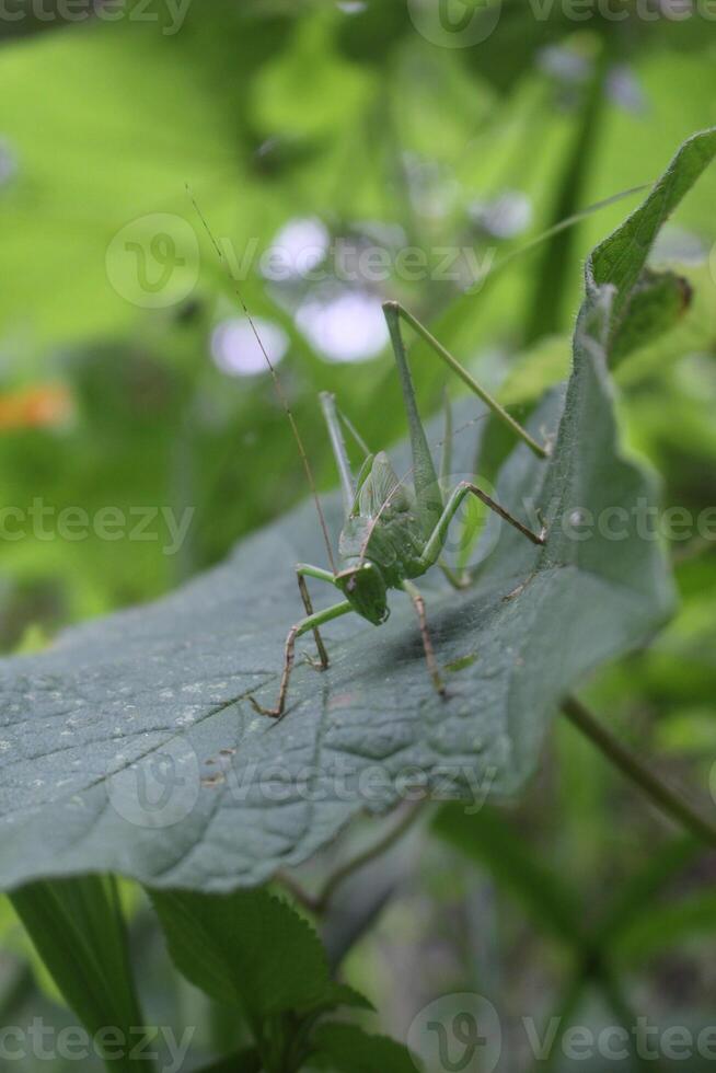 Good Grasshopper Camouflage Technique by Perching on Green Leaves photo