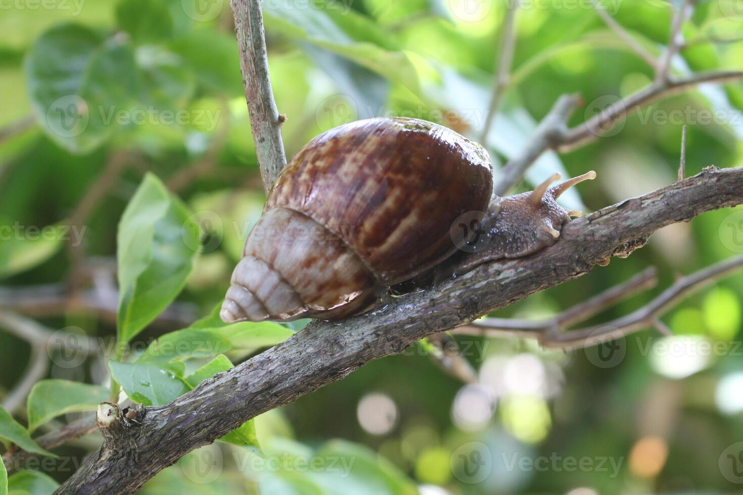 The condition of the snail is large when it comes out of its shell during the day, Indonesia. photo
