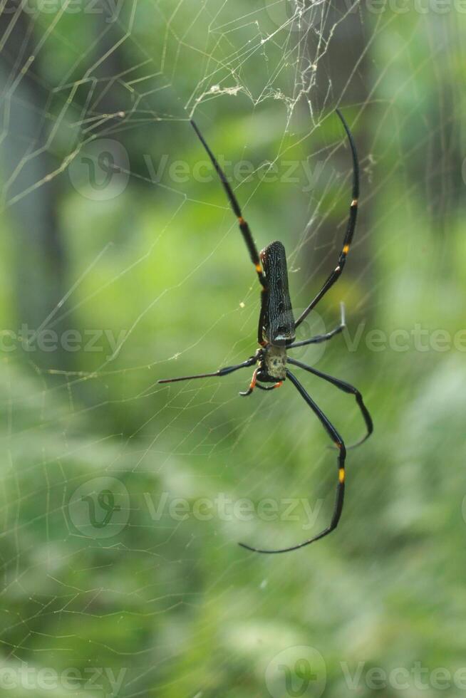Black Spider Perched on Its Web in the Afternoon photo