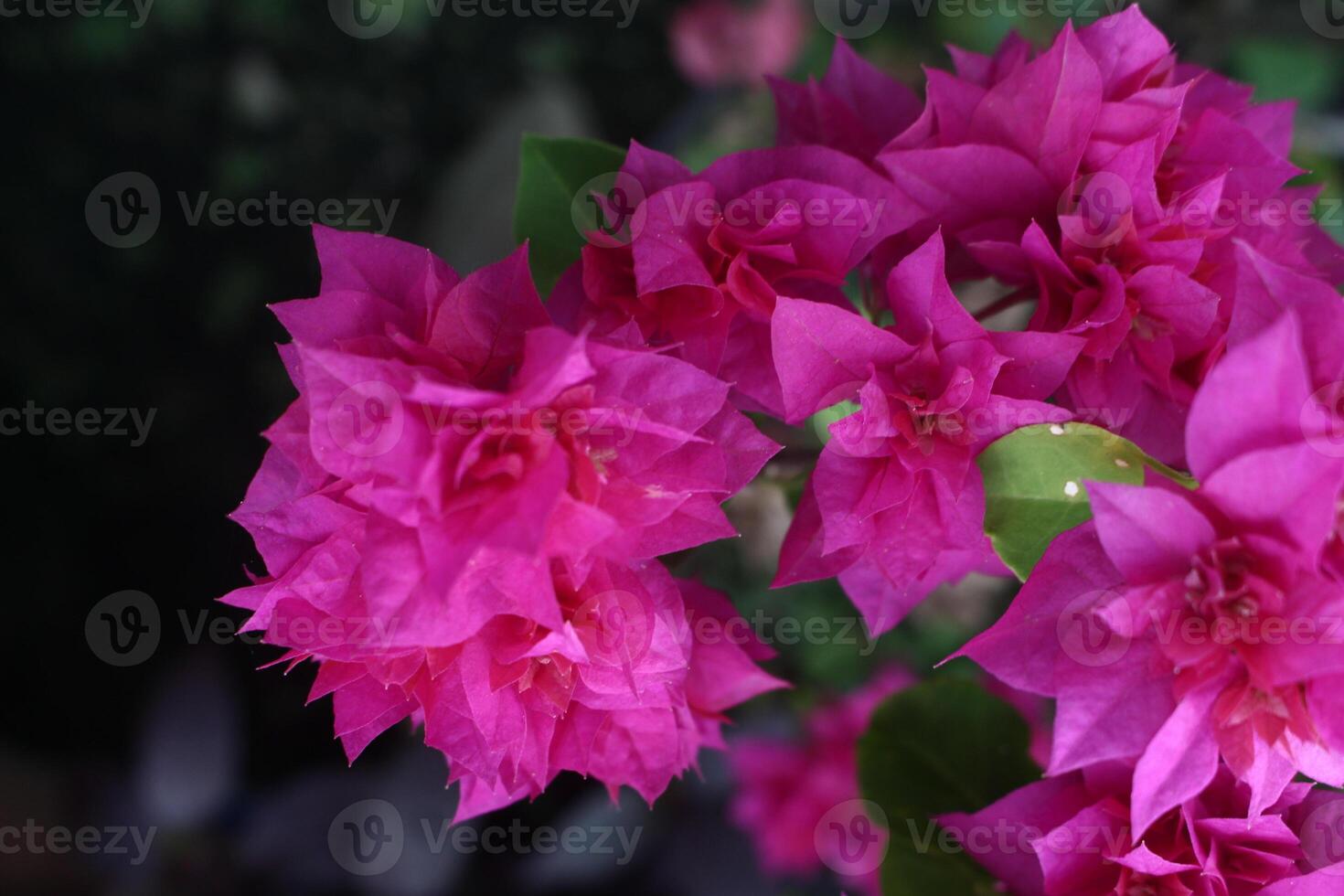 Pink bougainvillea flowers photo