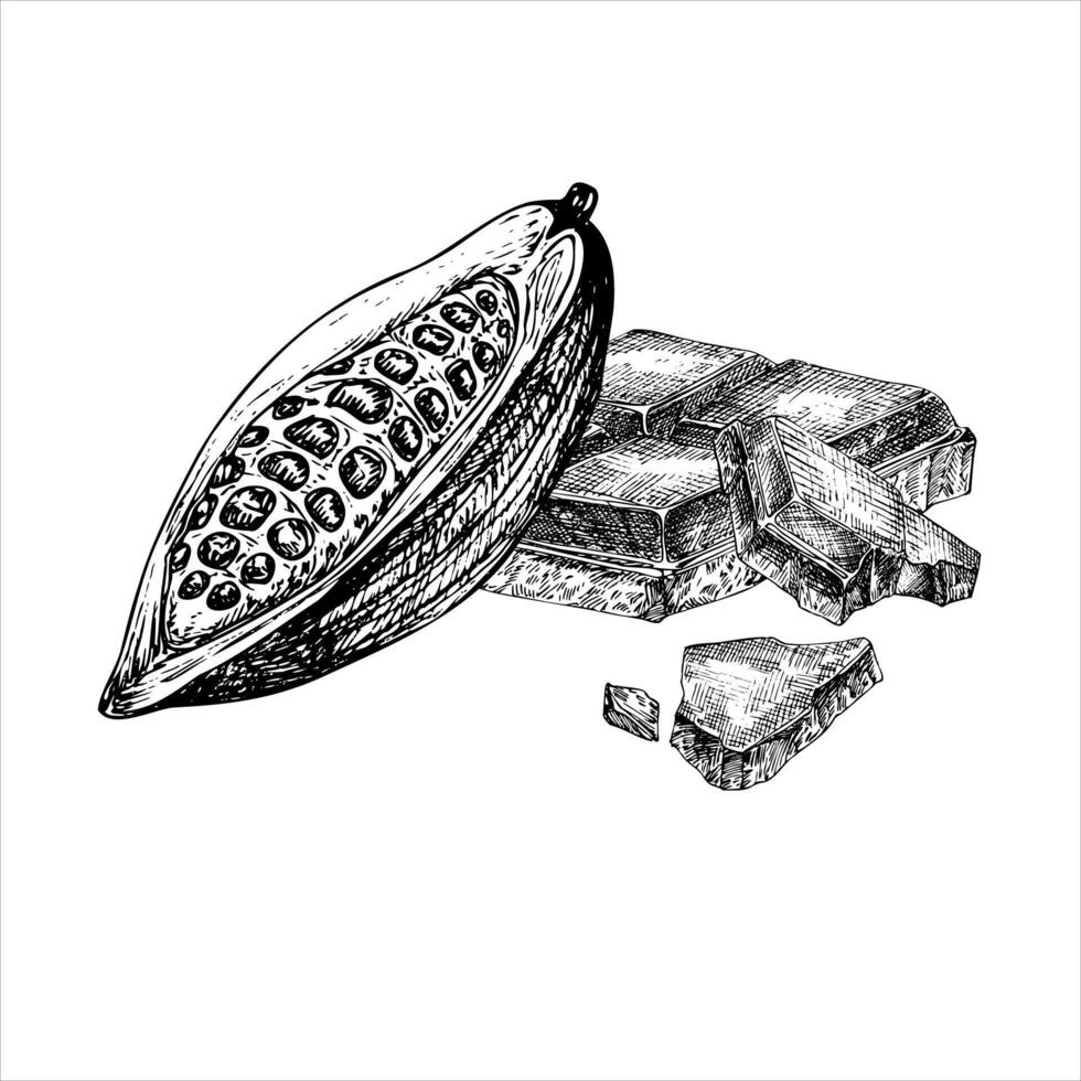 Cocoa fruit and chocolate bar graphic illustration, hand drawn sketch of sliced vegetable. Botanical drawing of tropical fruit. Engraving for food packaging design. Plant sketch vector