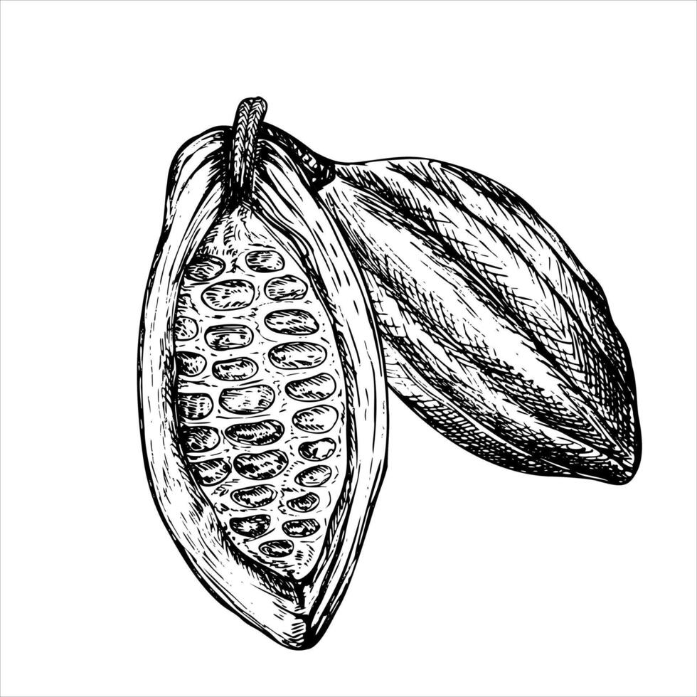 Cocoa fruit graphic illustration, hand drawn sketch of vegetable. Botanical drawing of tropical fruit. Engraving for food packaging design. Plant sketch vector