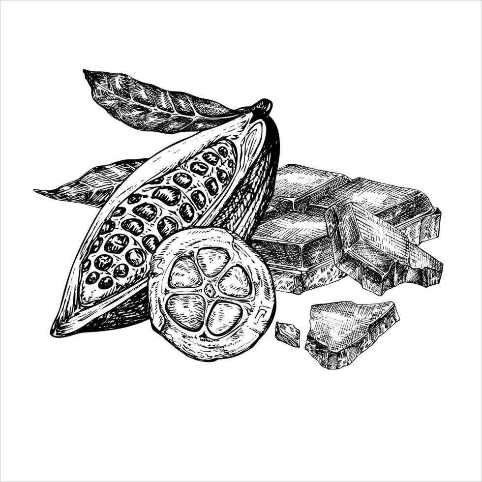 Cocoa fruit and chocolate bar graphic illustration, hand drawn sketch of sliced vegetable. Botanical drawing of tropical fruit. Engraving for food packaging design. Plant sketch vector
