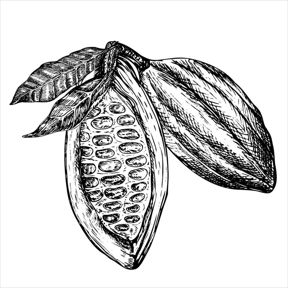 Cocoa fruit graphic illustration, hand drawn sketch of vegetable, leaves. Botanical drawing of tropical fruit. Engraving for food packaging design. Plant sketch vector