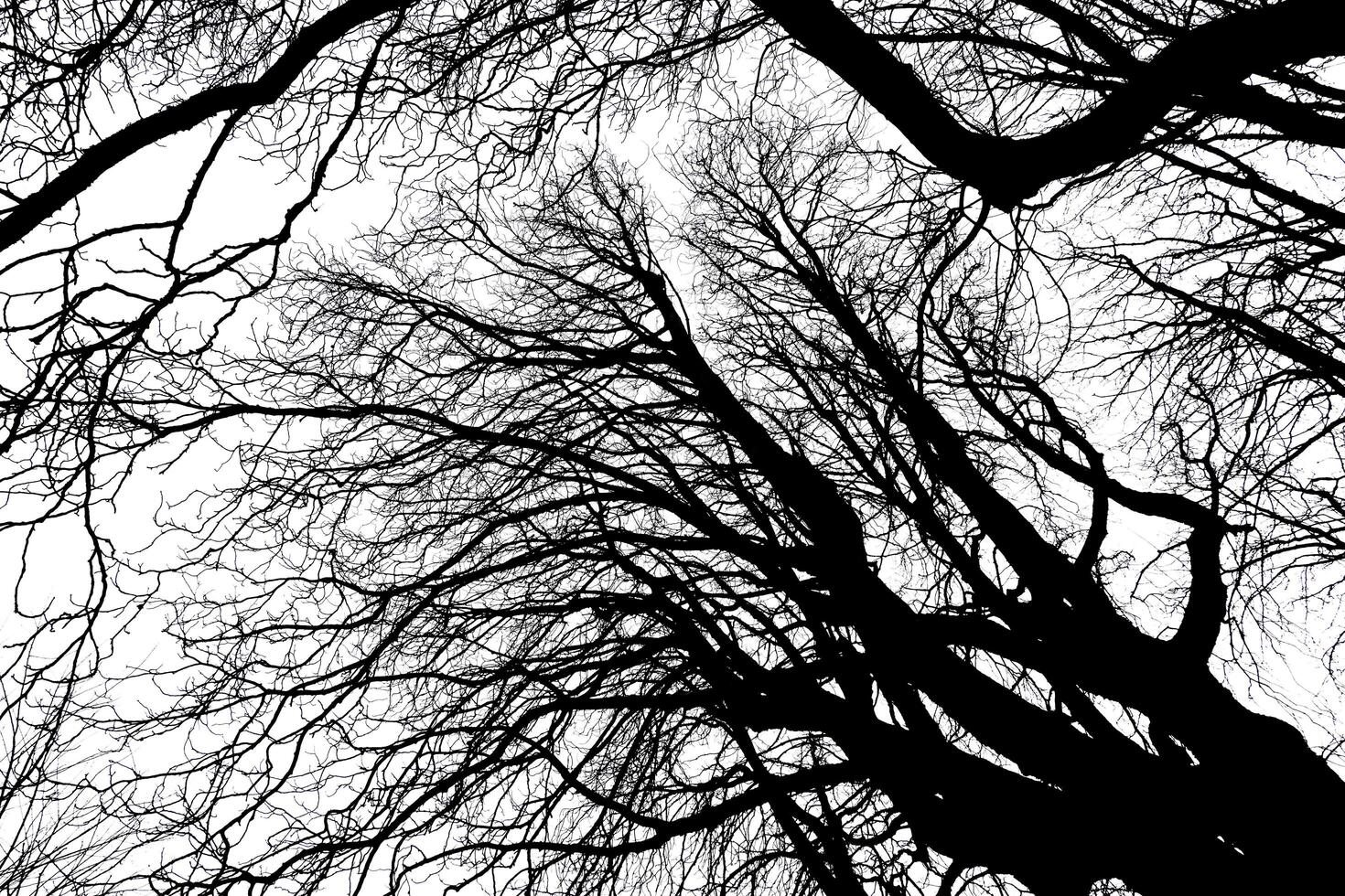 Tree Silhouette in Nature on a white background photo