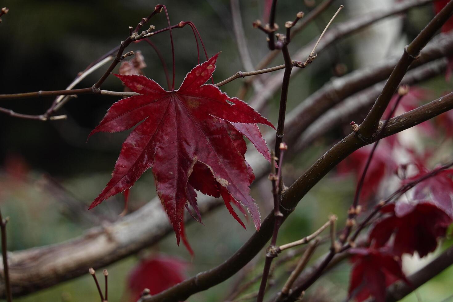 Vivid Autumn Maple Leaves in Red and Yellow photo