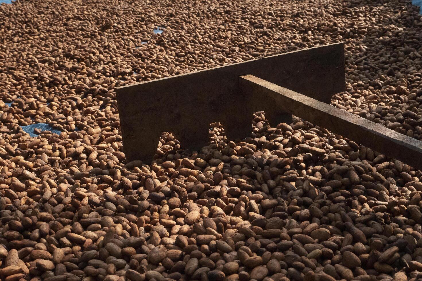 Cocoa beans, or cacao beans being dried on a drying platform after being fermented photo