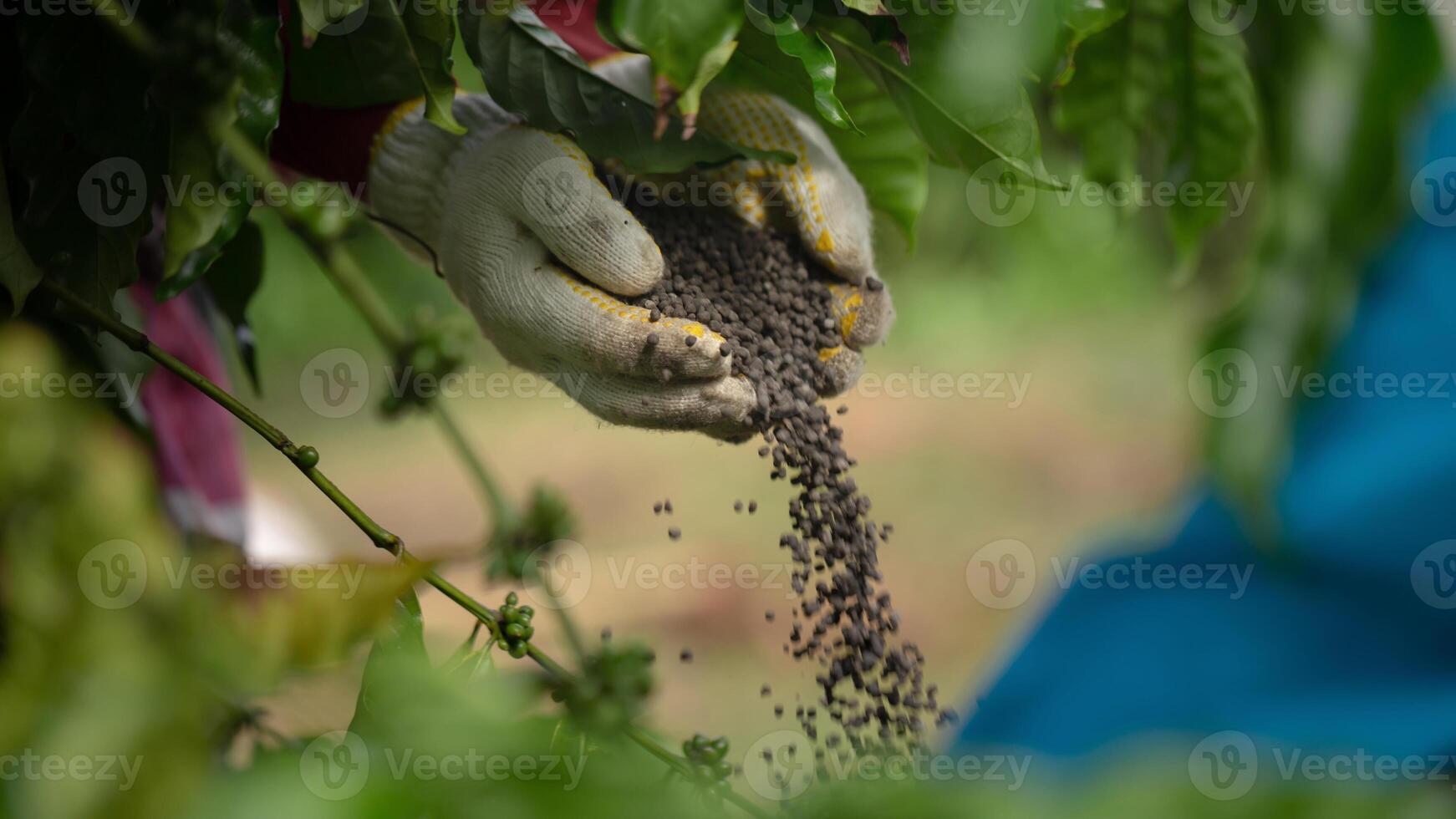 Fertilizing coffee plants in coffee plantations 46150929 Stock Photo at Vecteezy