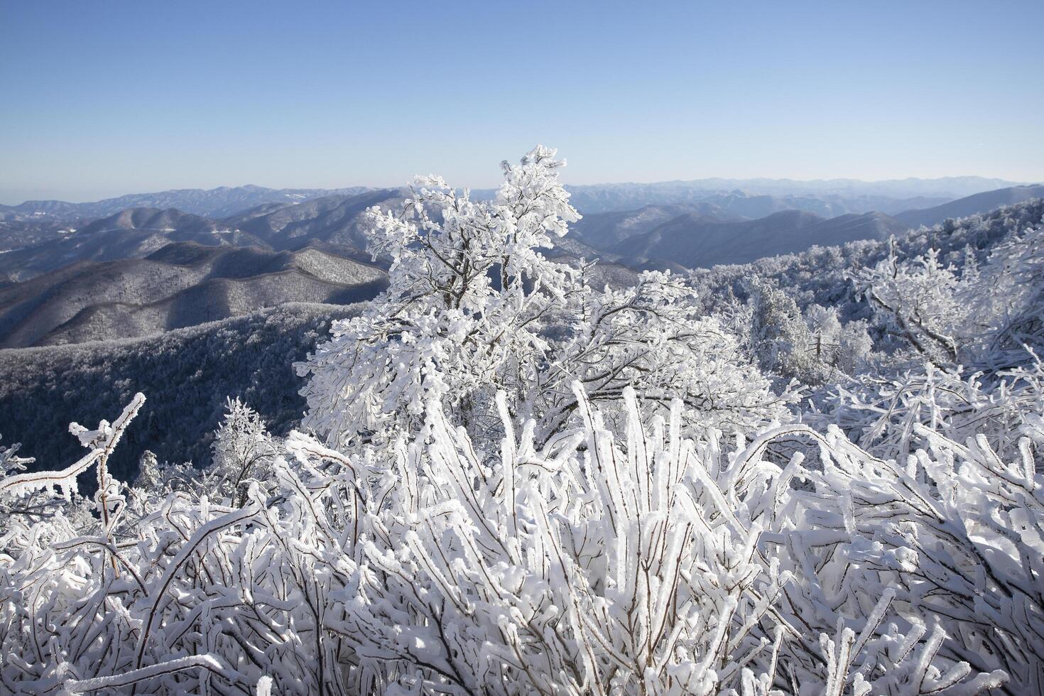 Elevated perspective of a large forest and deciduous trees that are covered in a thick layer of snow and ice. photo