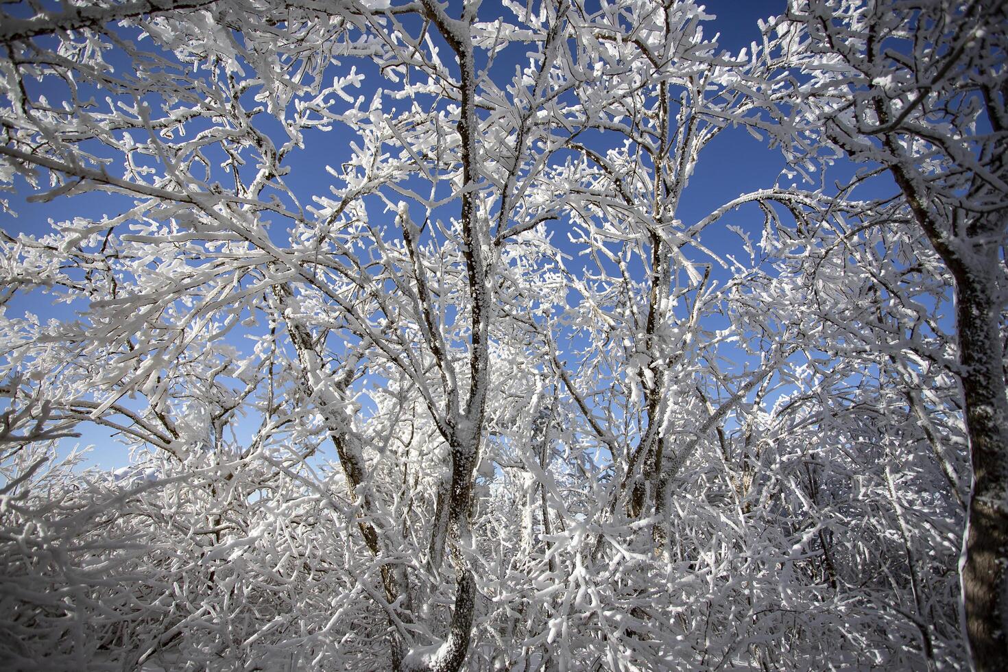 The trees are covered with a white layer and the sky is blue. Fairy tale landscape. photo