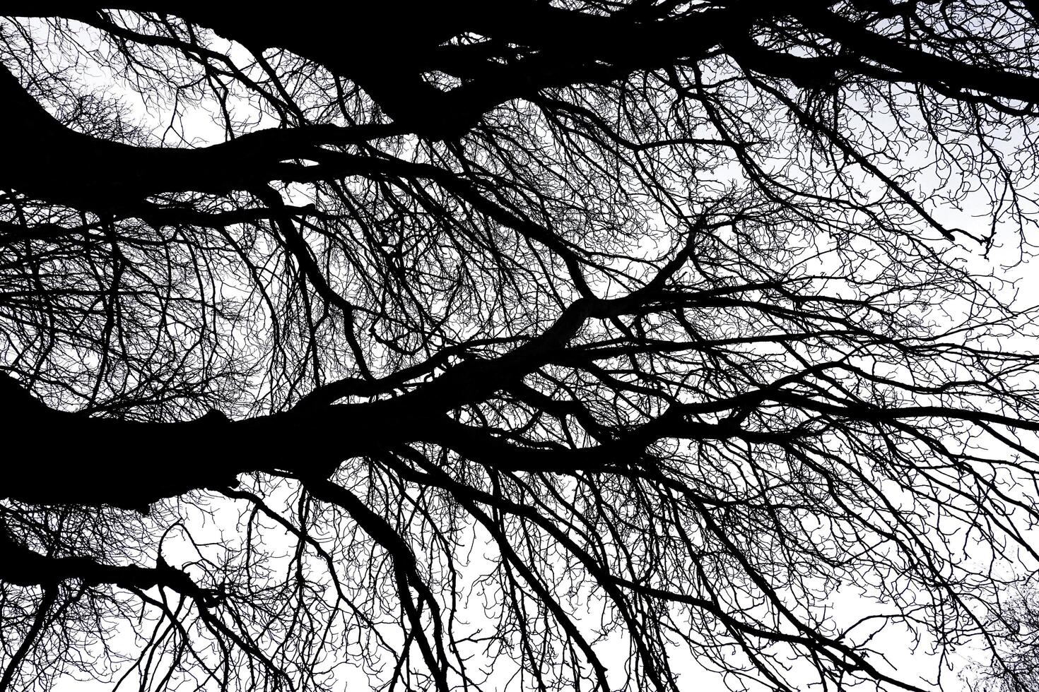 Tree Silhouette in Nature on a white background photo