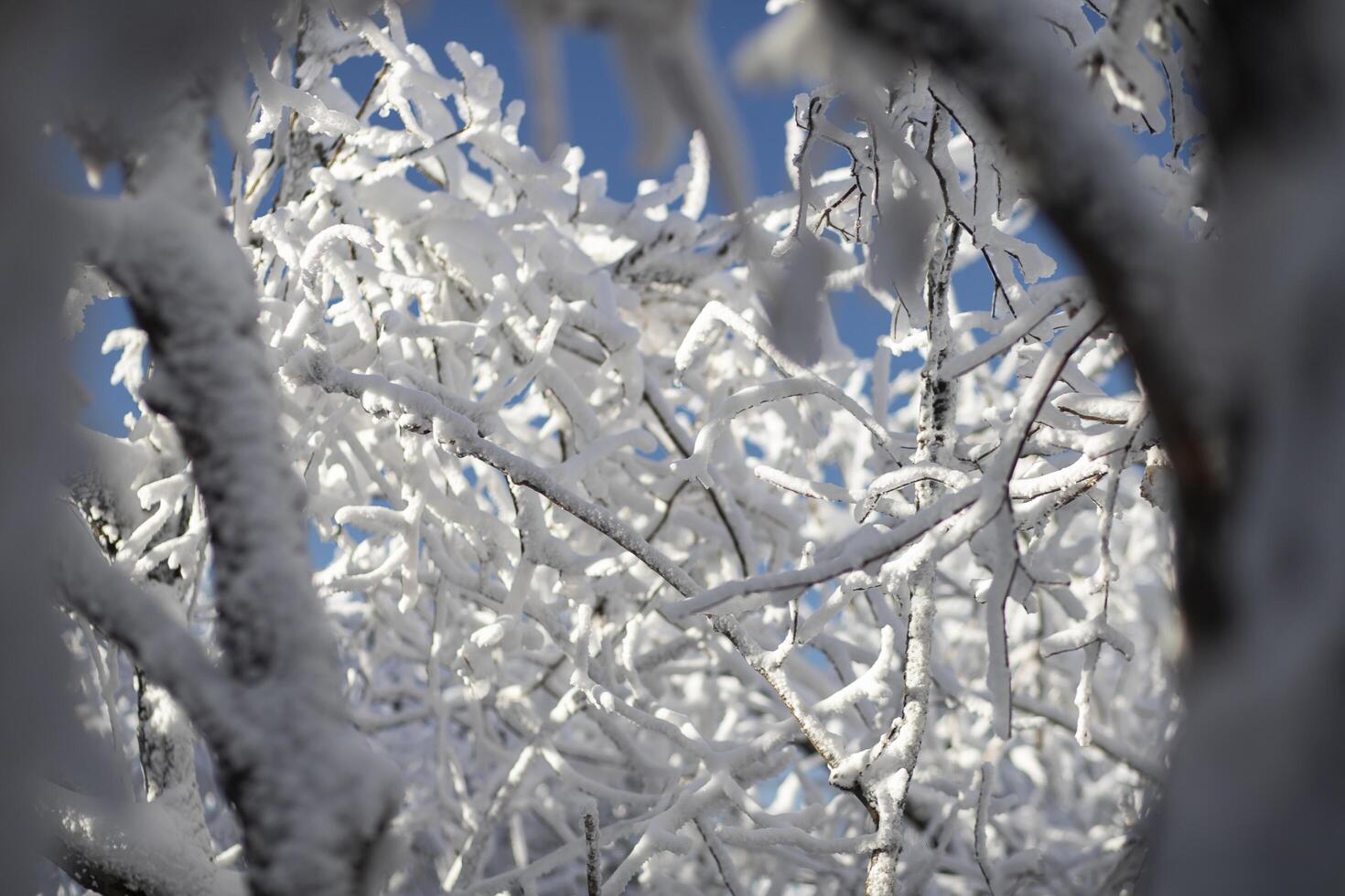 The trees are covered with a white layer and the sky is blue. Fairy tale landscape. photo