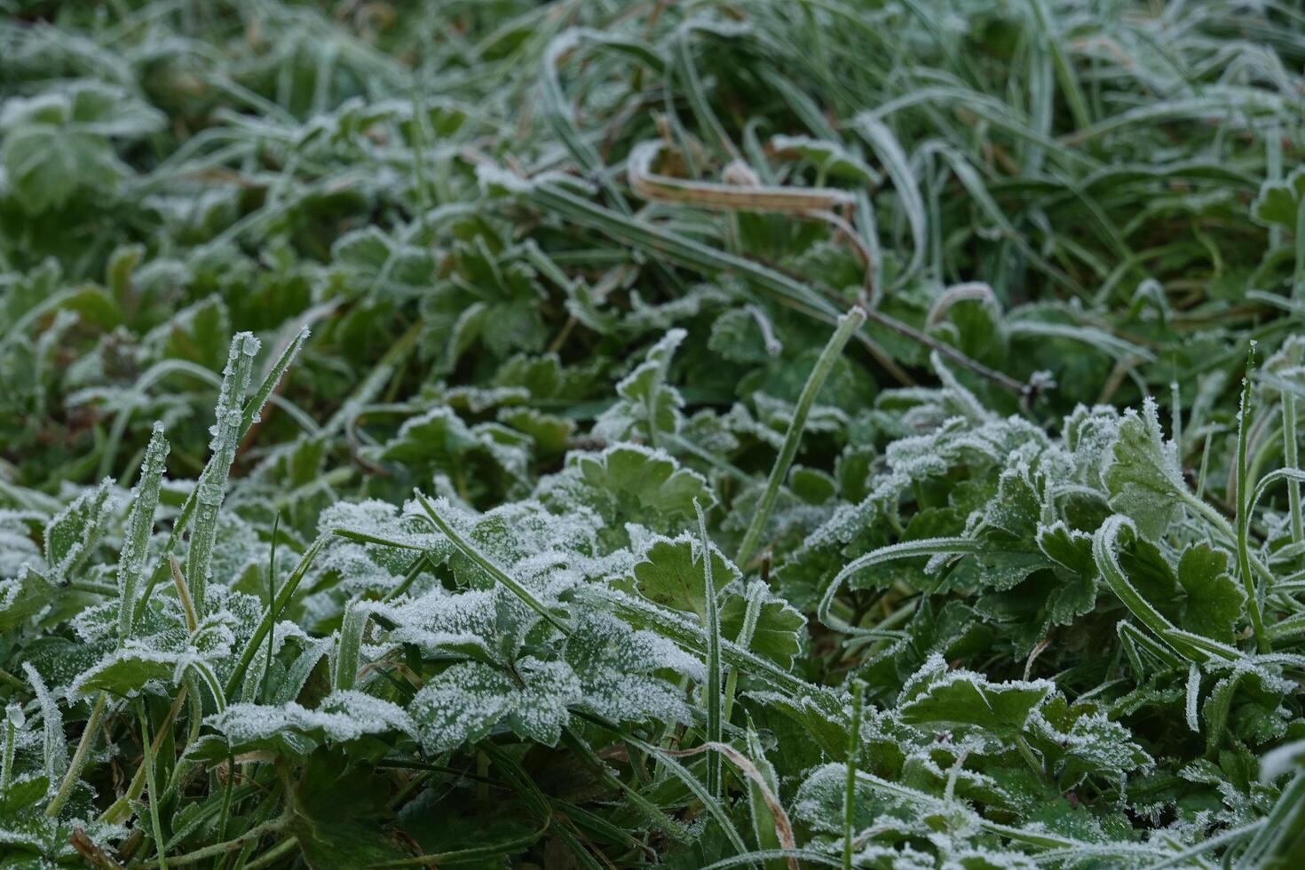 Dew-covered grass amidst snow, the beauty of nature's textures photo
