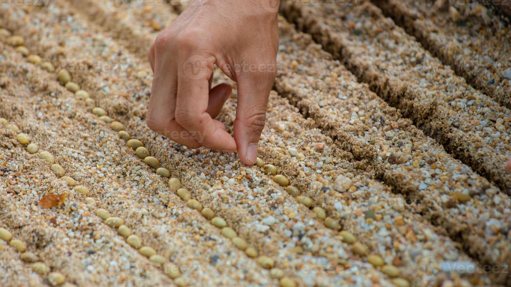 Farmer's hand planting seeds in soil, Hand growing seeds of coffee on sowing soil at garden metaphor gardening, agriculture concept. photo