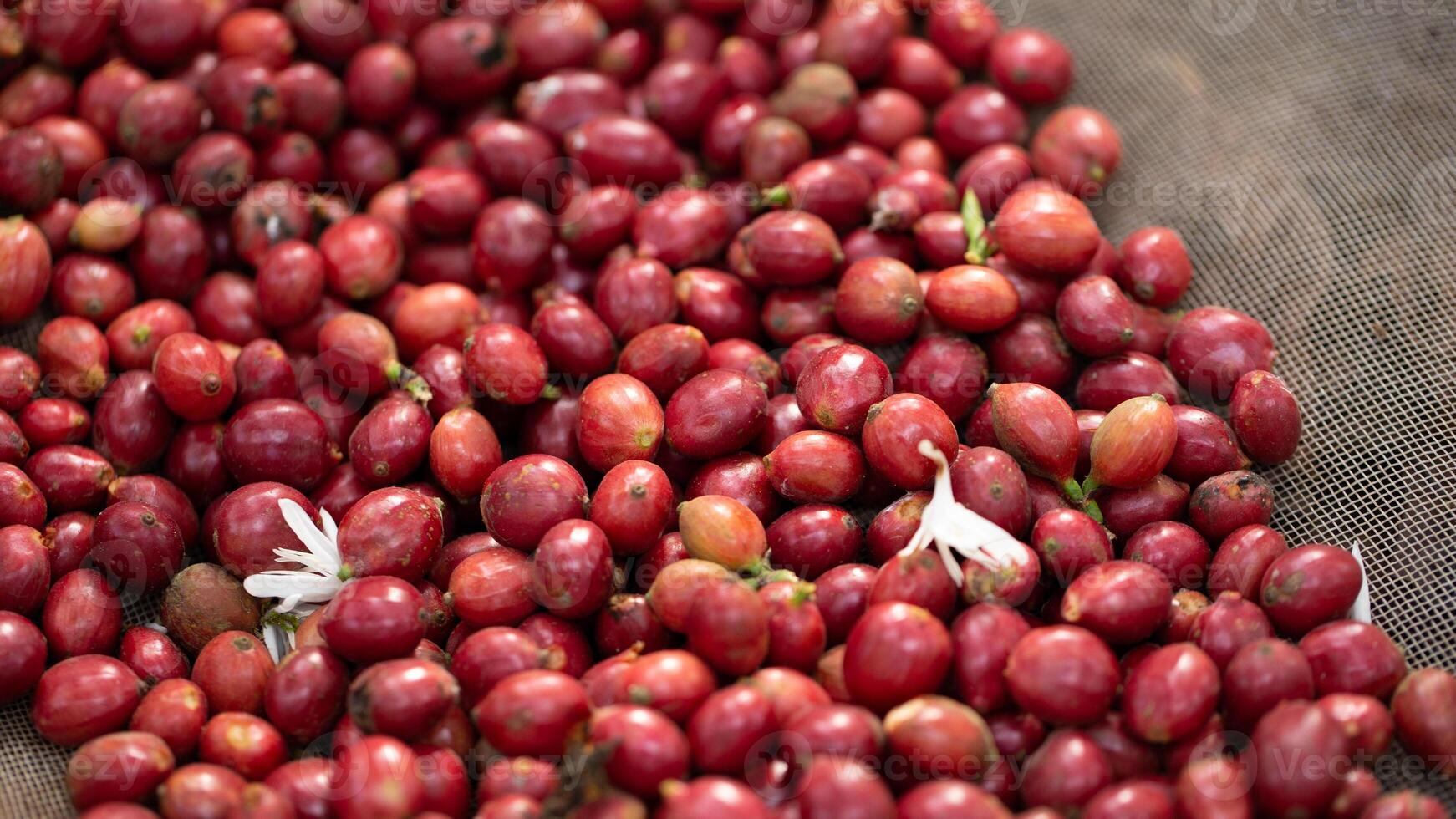 Fresh red coffee red cherry coffee bean photo