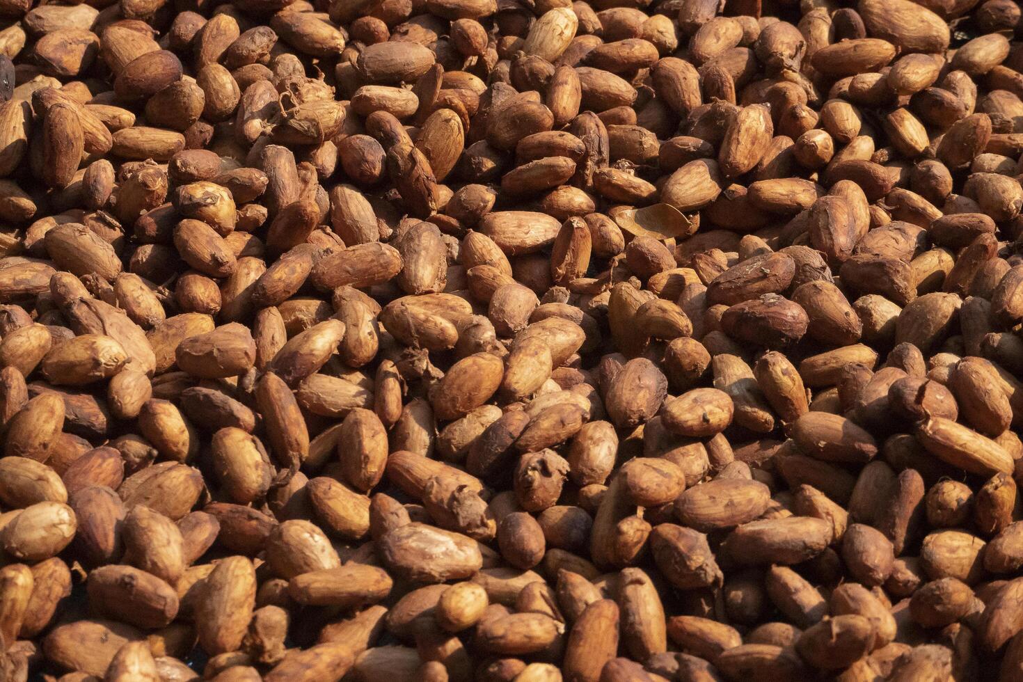 Cocoa beans, or cacao beans being dried on a drying platform after being fermented photo