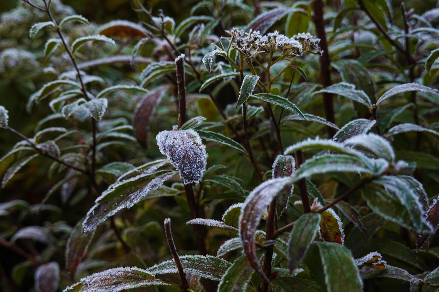 Winter Garden and Flower, Plant, and Berry Blooms in Dark Colors photo