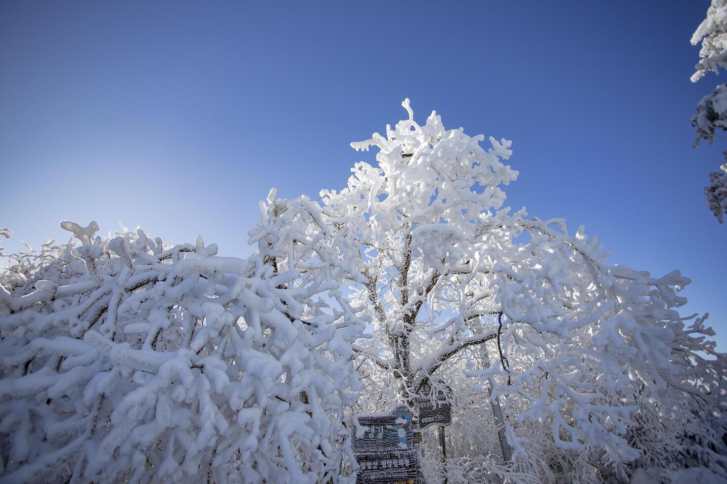 Elevated perspective of a large forest and deciduous trees that are covered in a thick layer of snow and ice. photo