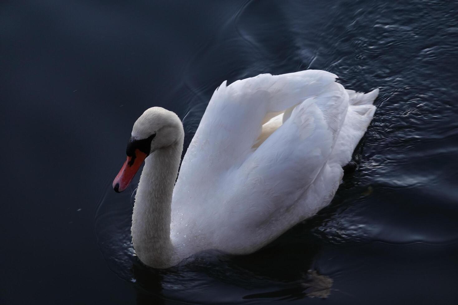 White swans females in the spring on Black Sea photo