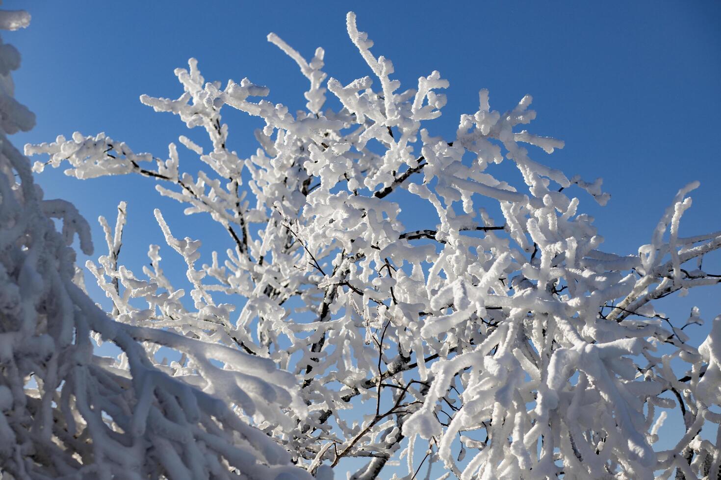 The trees are covered with a white layer and the sky is blue. Fairy tale landscape. photo