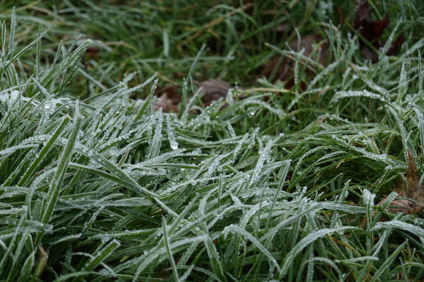 Dew-covered grass amidst snow, the beauty of nature's textures photo