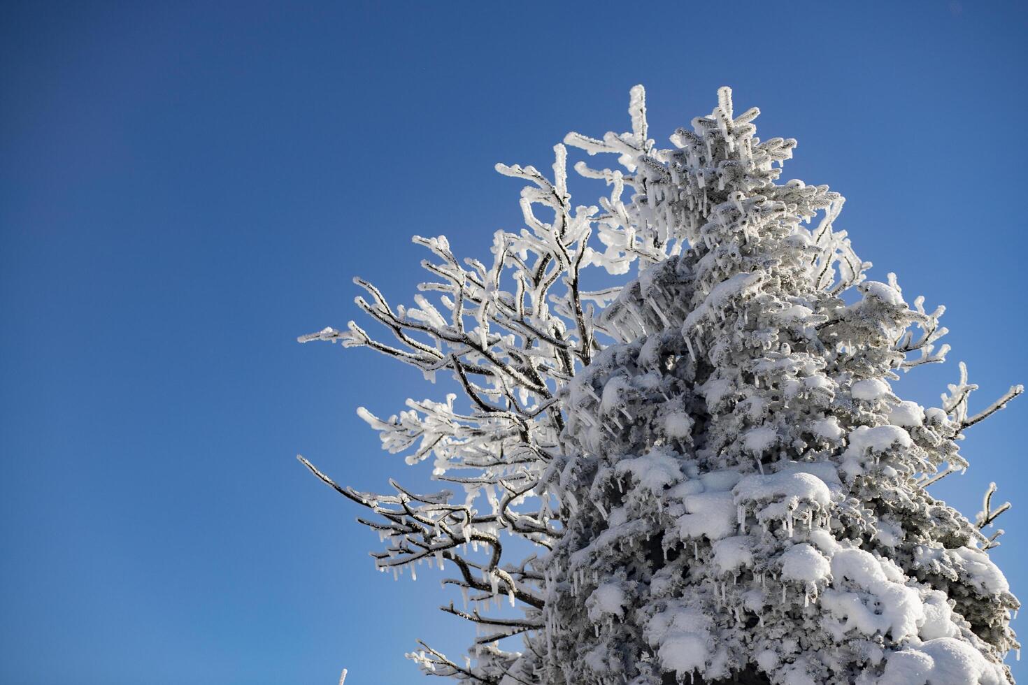 The trees are covered with a white layer and the sky is blue. Fairy tale landscape. photo