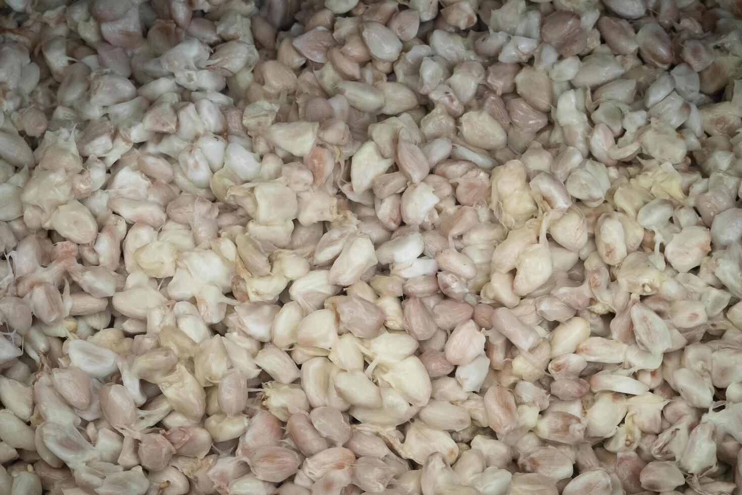 Cocoa beans are fermented in wooden boxto develop the chocolate flavor. photo