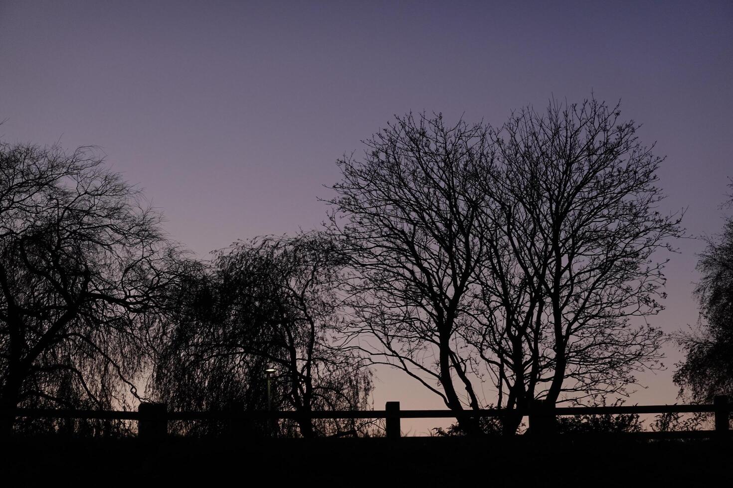 Lonely tree in the Sunset Sky photo