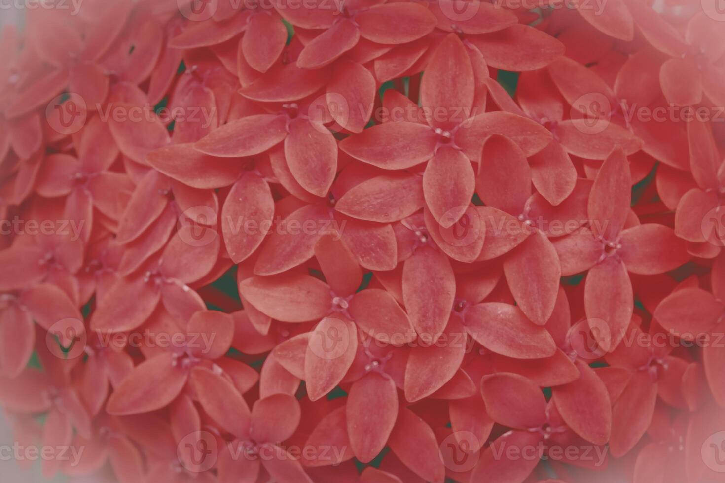 red flower spring nature background photo