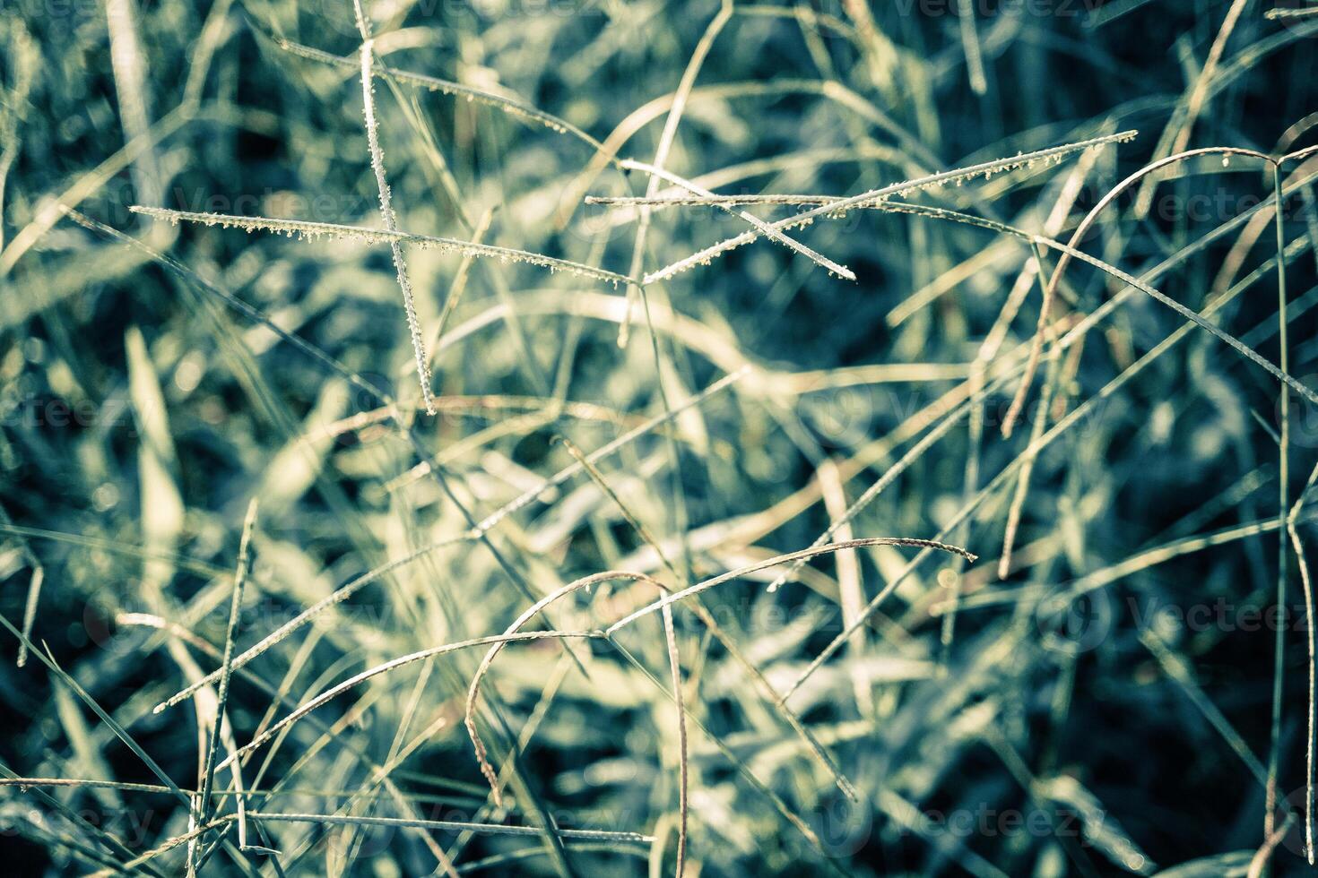 grass flower with green bokeh photo