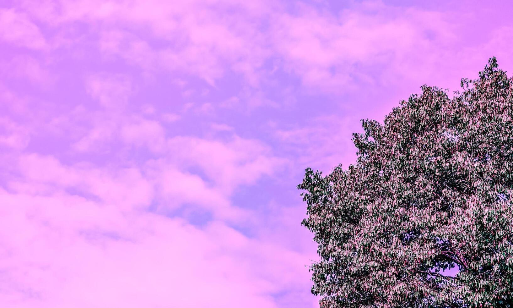 pink,purple sky with green tree abstract nature background photo