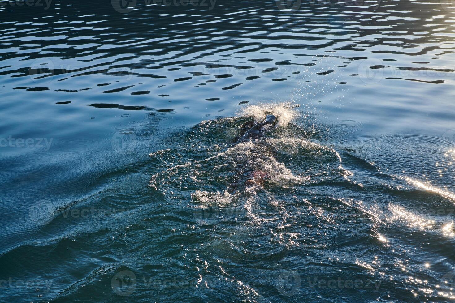 Triathlon athlete swimming on lake in sunrise wearing wetsuit photo
