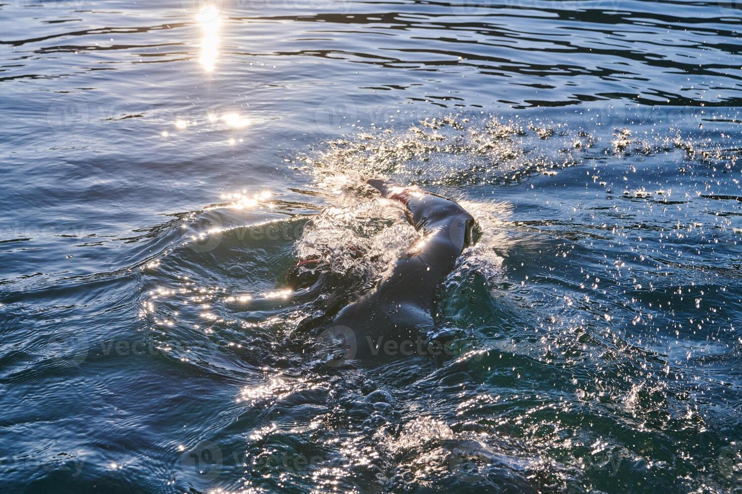 Triathlon athlete swimming on lake in sunrise wearing wetsuit photo