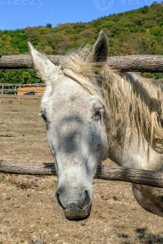 A serene scene on a ranch with a beautiful white horse behind a wooden fence. Kiketi, Georgia. photo
