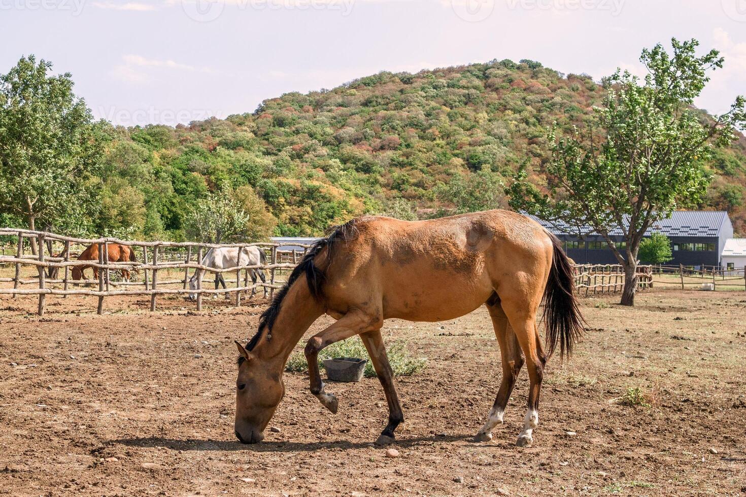 A beautiful brown horse with a shiny coat stands alone in a fenced pasture on a ranch. The horse is looking down at the ground, near a tall green tree. Kiketi, Georgia. photo