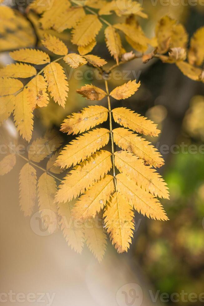 Backlit leaf showcases vibrant colors, capturing the beauty of nature during the changing seasons. It is an ideal image for website backgrounds, autumn-themed stories, or illustrations. photo