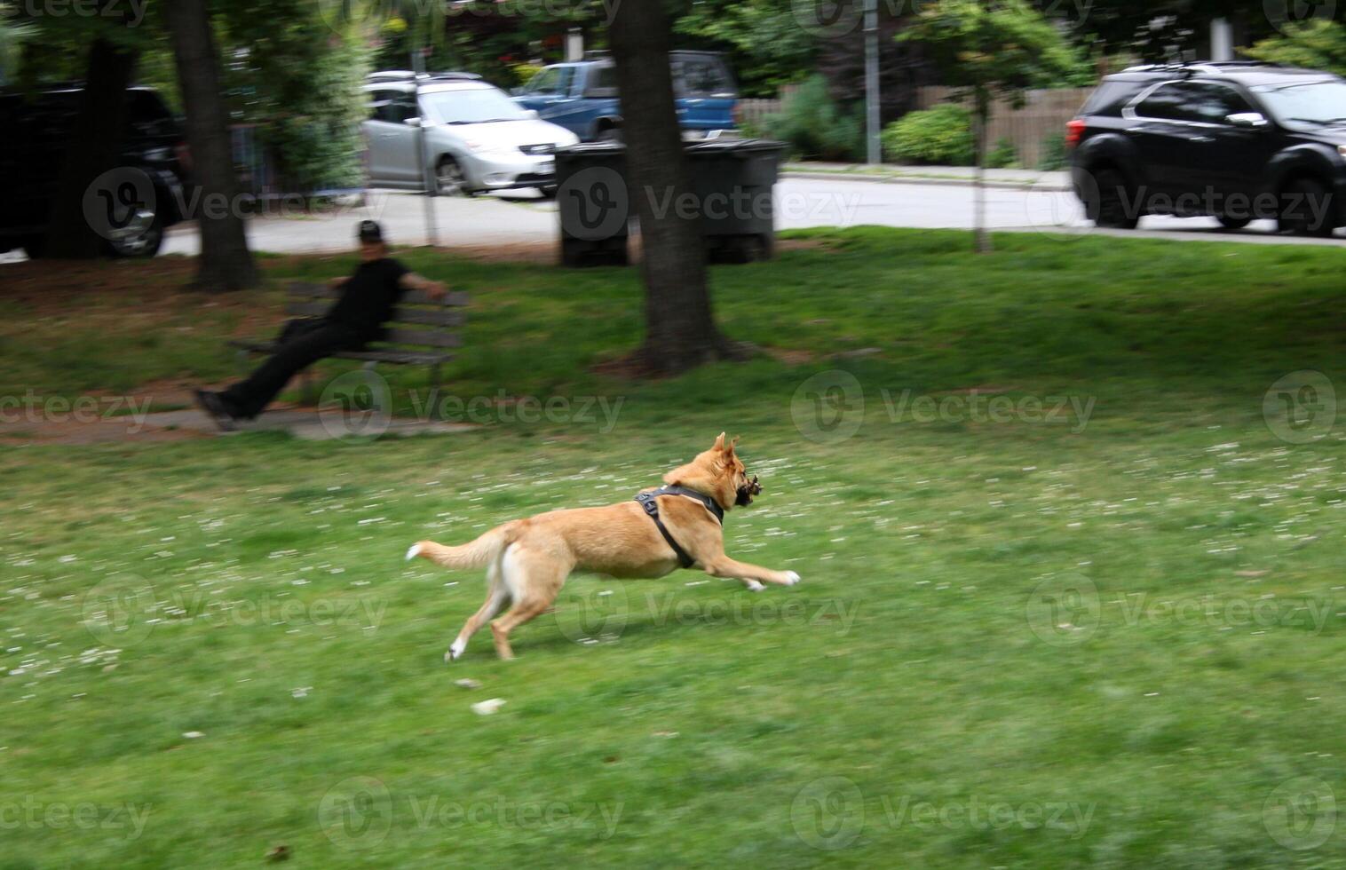 Dog running on the lawn in the park photo