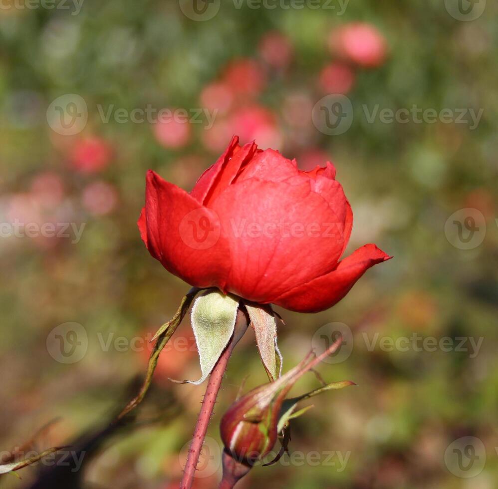 Blossoming red rose in sun light photo