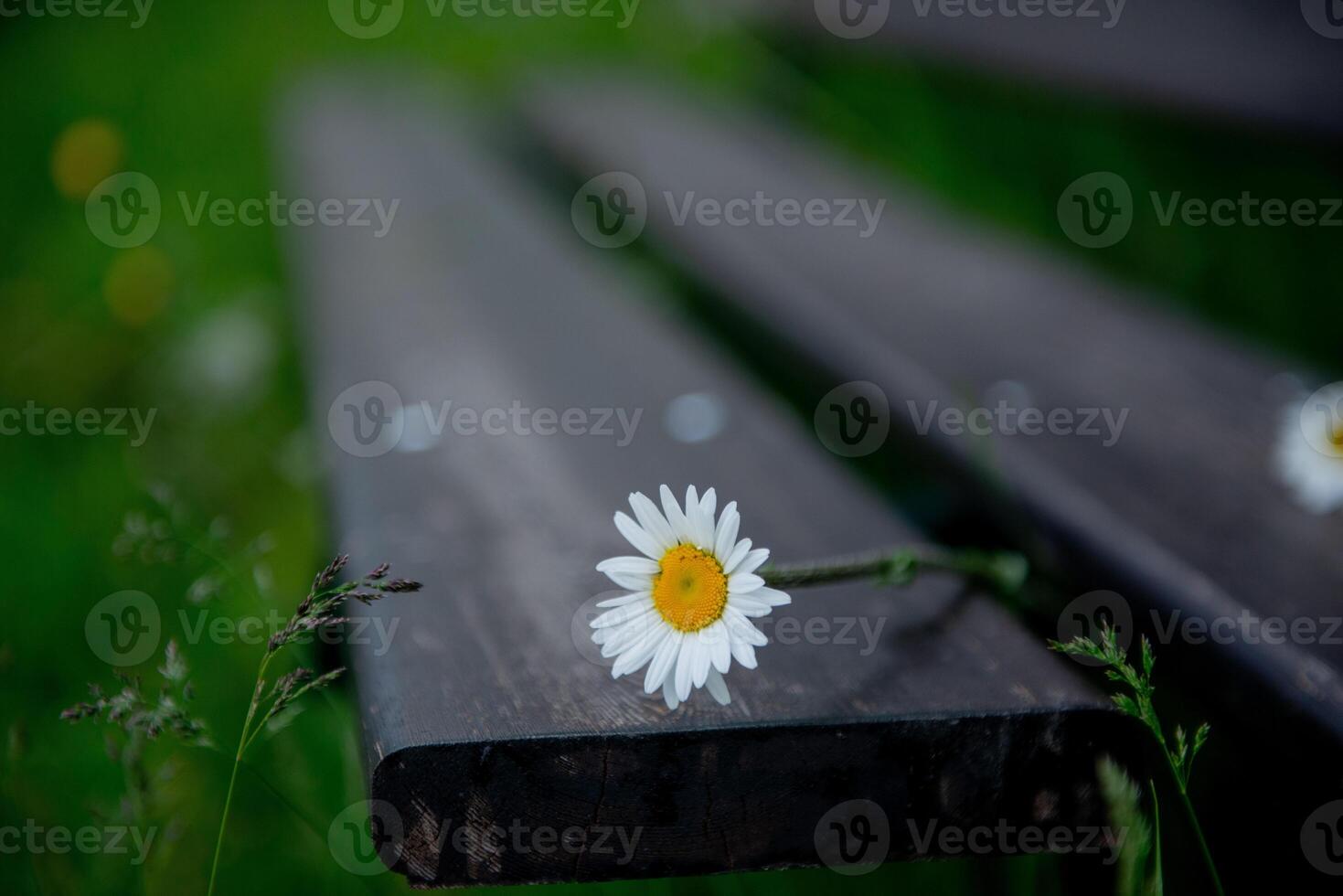 Daisy flower with bench in the park photo