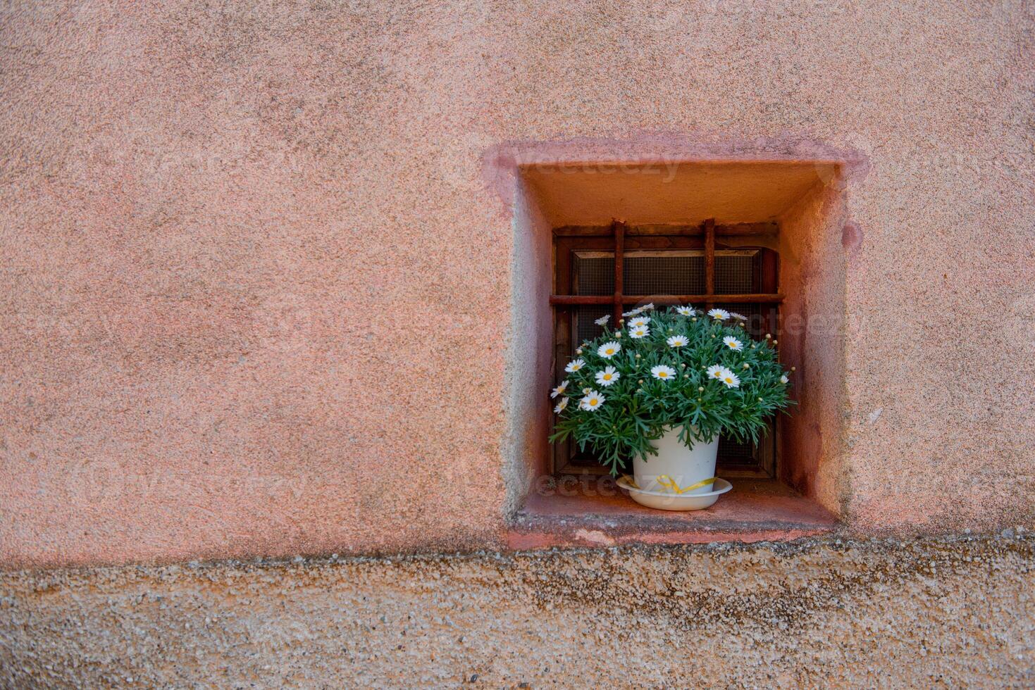 Window with vase of daisies photo