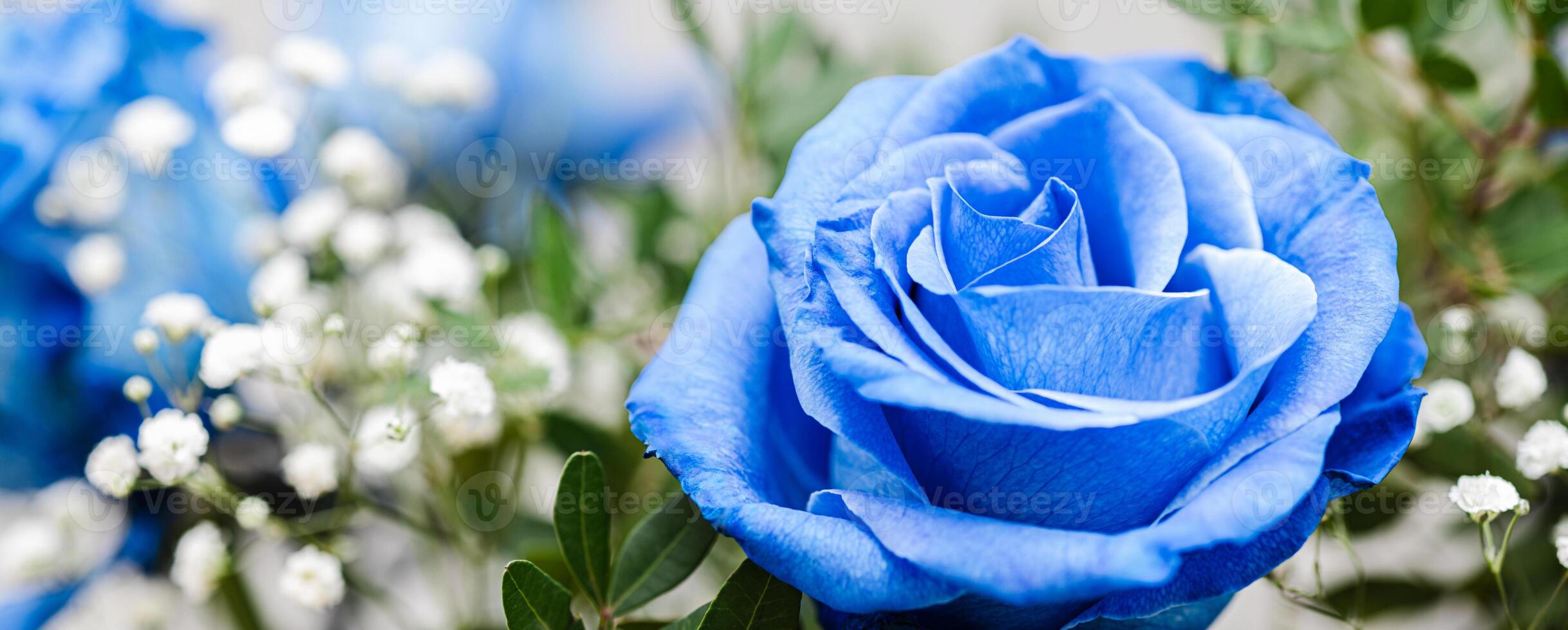 banner with close-up bright blue roses bouquet with gypsophila on green abstract background. Soft focus, macro photo