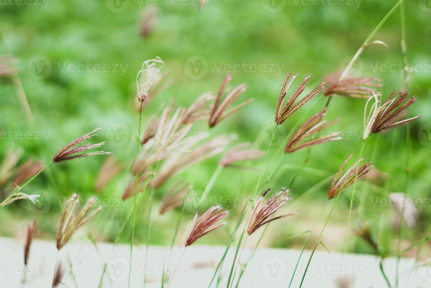 selective focus of grass blown by the wind in the field, green natural background photo