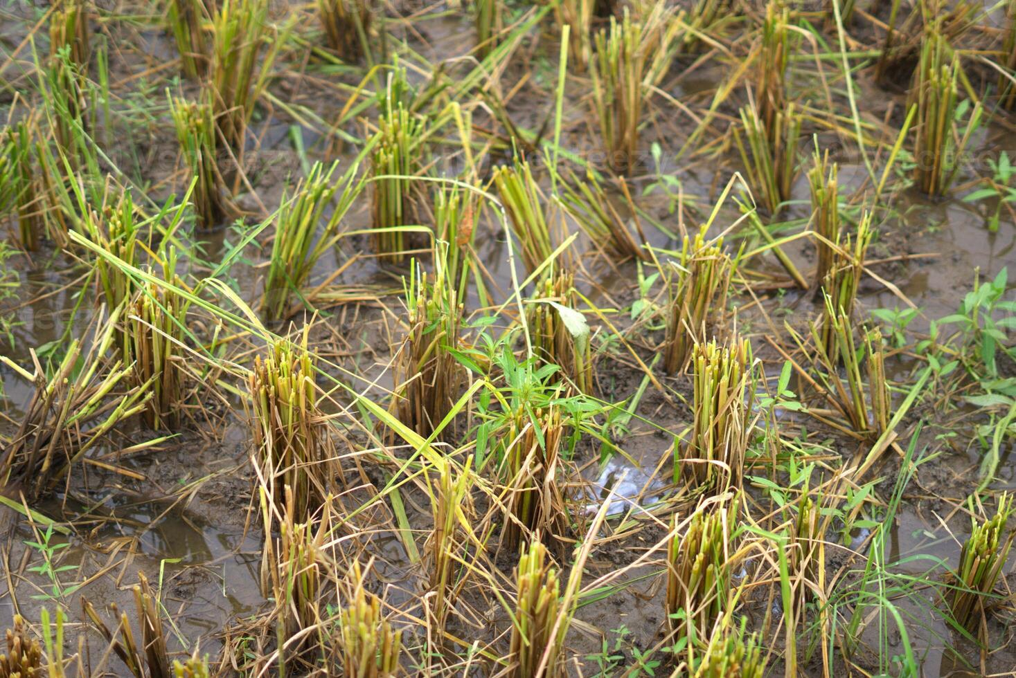 Image of post-harvesting rice field, a cut of rice plant photo