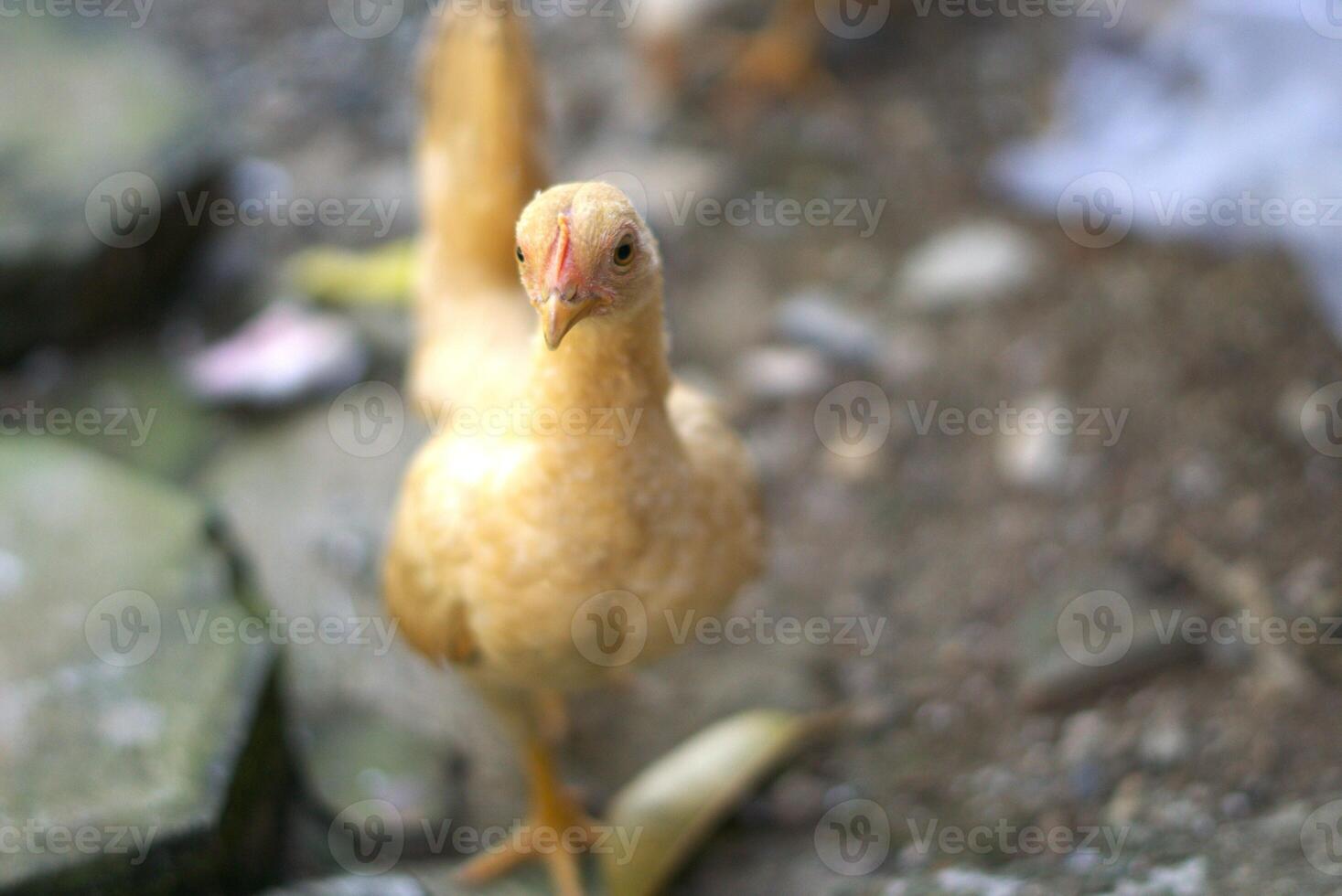Selective focus of brown chicken in a farm with copy space area photo