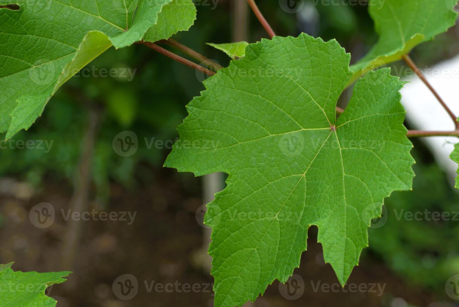 Grape leaves with vines in a vineyard, natural green leaf photo
