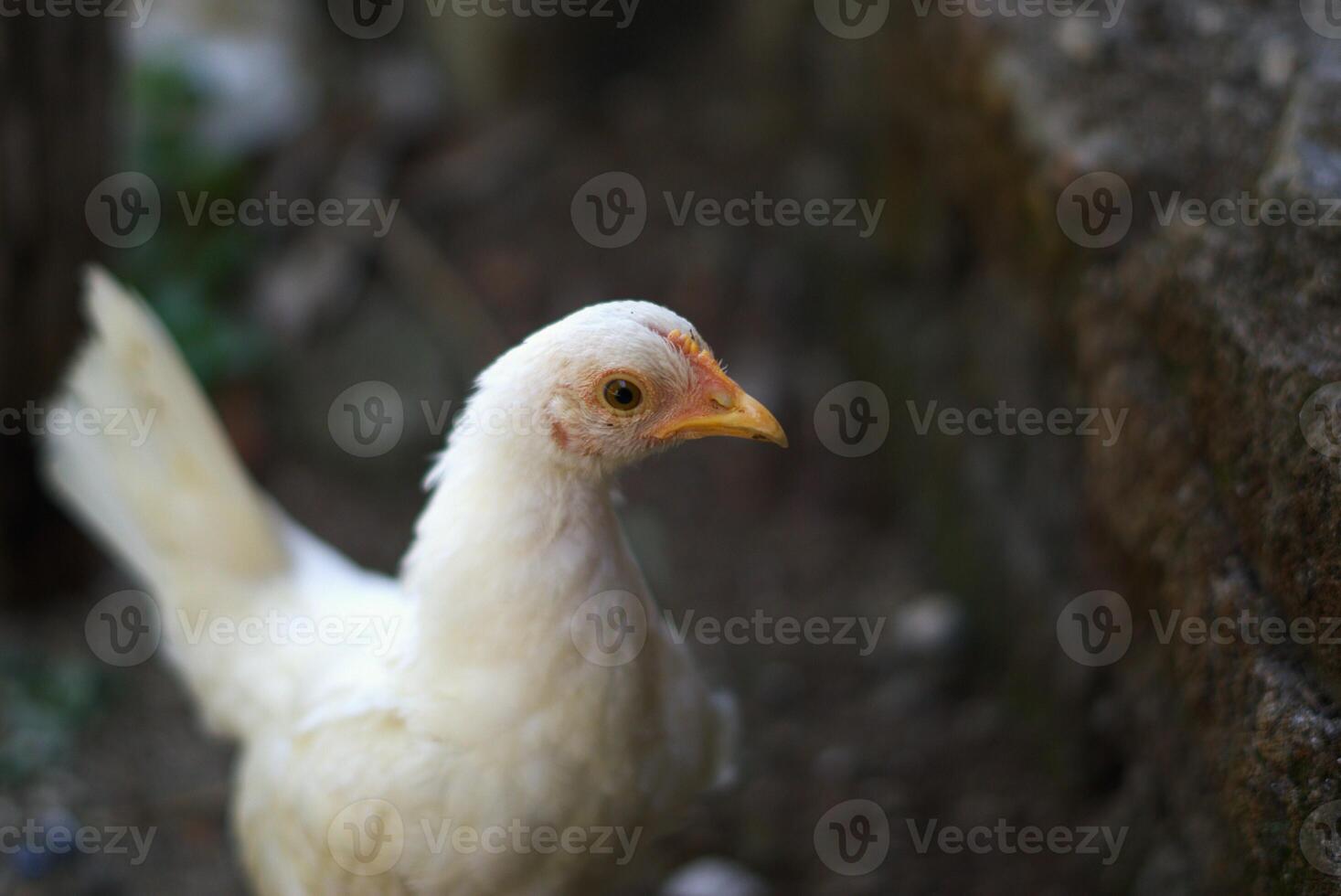 white chicken in the farm with copy space area photo